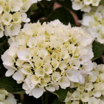 Hortensia