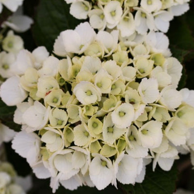 Hortensia