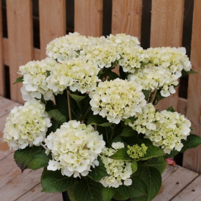 Hortensia