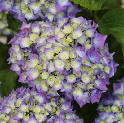 Hortensia