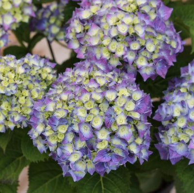 Hortensia