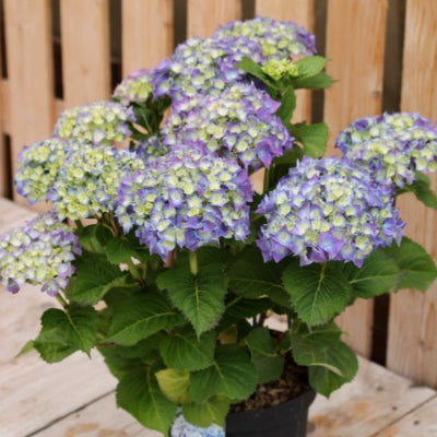 Hortensia