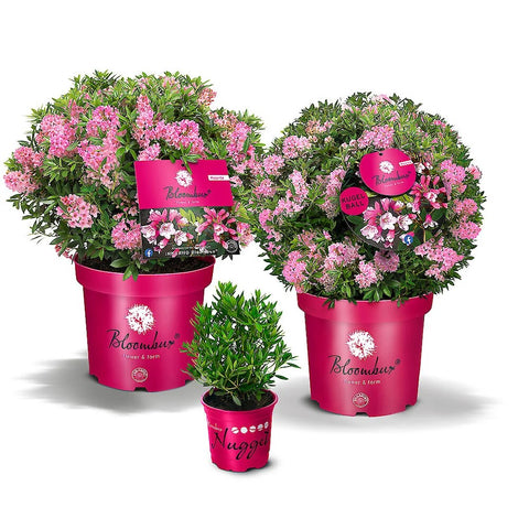 Rhododendron 'Bloombux Magenta'