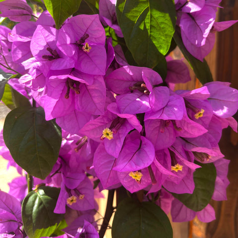 Bougainvillier 'violet de Mèze'