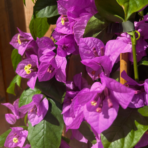 Bougainvillier 'violet de Mèze'