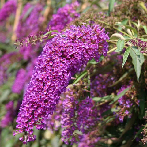 Arbre à papillons 'nanho purple'
