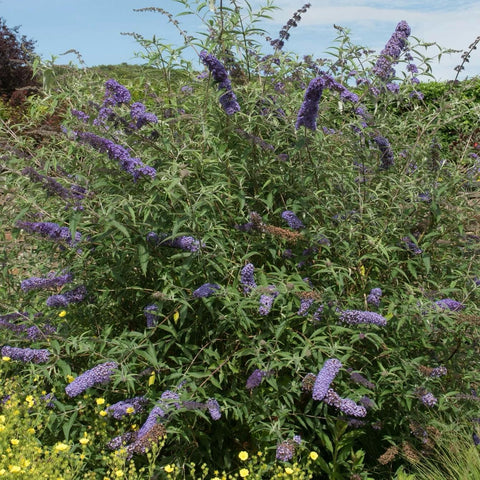 Arbre à papillons 'nanho blue'