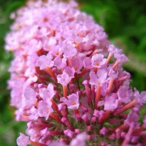 Arbre à papillons 'pink delight'