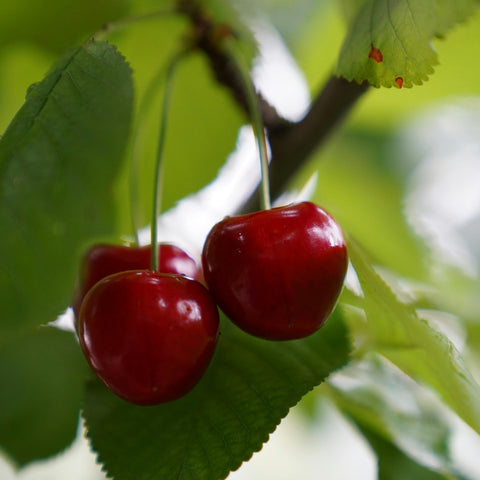 Cerisier 'Burlat'