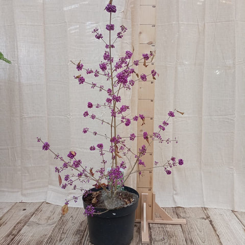 Callicarpa 'profusion'