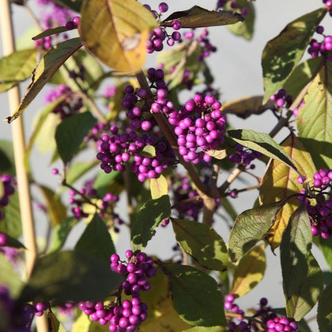 Callicarpa 'profusion'