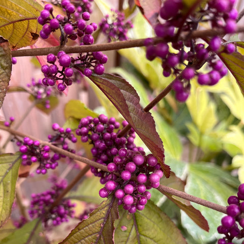 Callicarpa 'profusion'