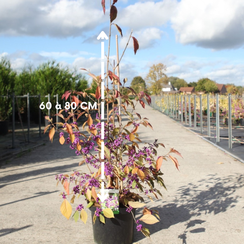 Callicarpa 'profusion'