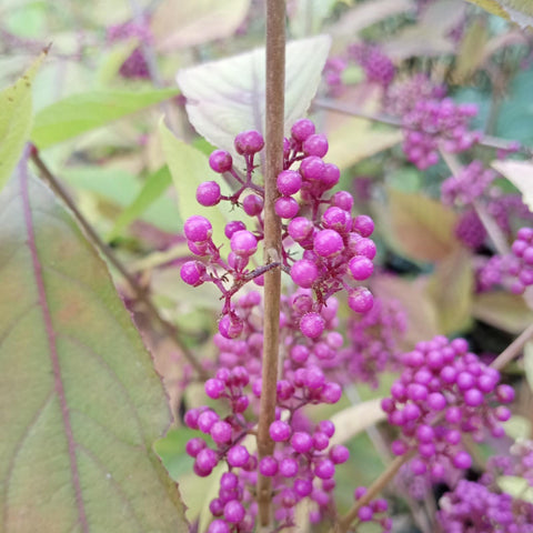Callicarpa 'profusion'