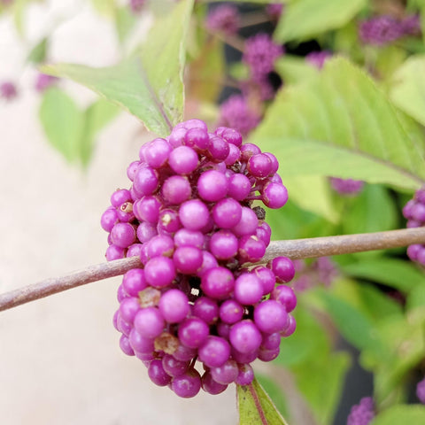 Callicarpa 'profusion'