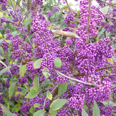 Callicarpa 'profusion'