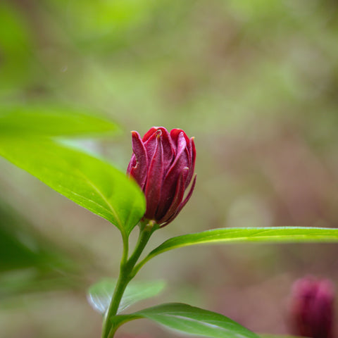 Calycanthus floridus - Arbre aux anémones