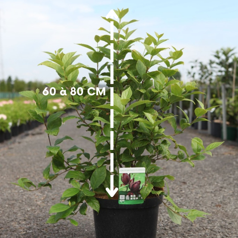 Calycanthus floridus - Arbre aux anémones