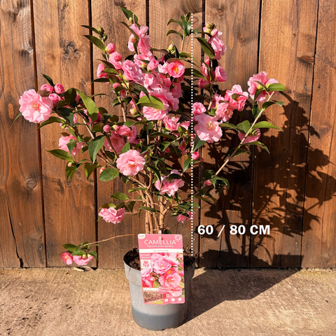 Camélia 'Spring festival'