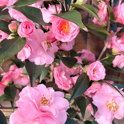Camélia 'Spring festival'