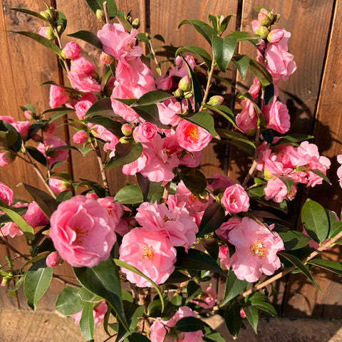 Camélia 'Spring festival'