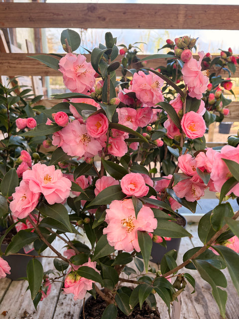 Camélia 'Spring festival'