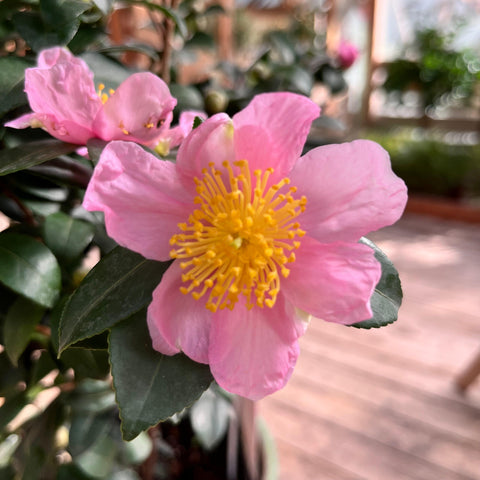 Camélia Sasanqua Pink