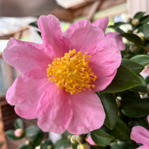 Camélia Sasanqua Pink