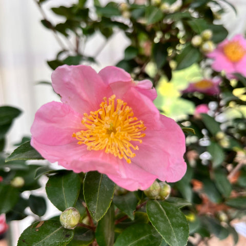 Camélia Sasanqua Pink