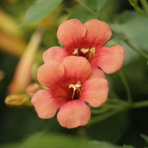 Campsis 'Madame Galen'