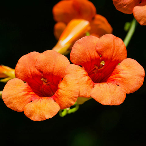 Campsis 'Indian summer'