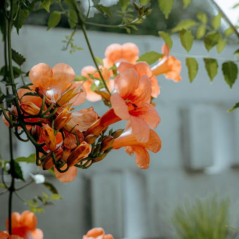Campsis 'Indian summer'