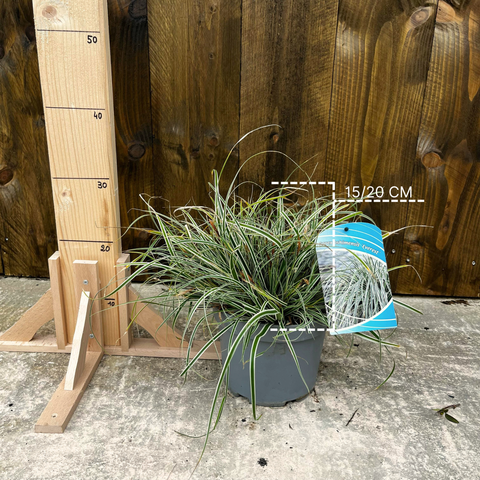 Carex panachée