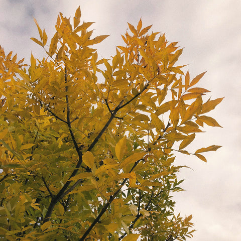 Pacanier - Carya illinoinensis