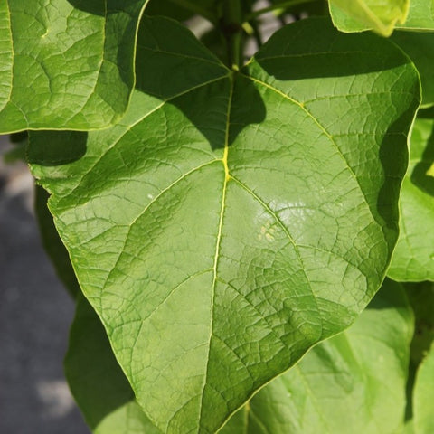 Catalpa Commun