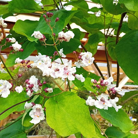 Catalpa Commun
