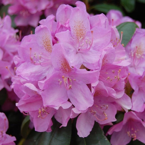 Rhododendron 'catawbiense Grandiflorum'
