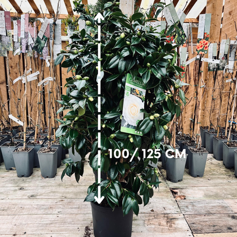 Camélia 'Matterhorn'