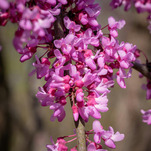 Cercis canadensis Forest Pansy