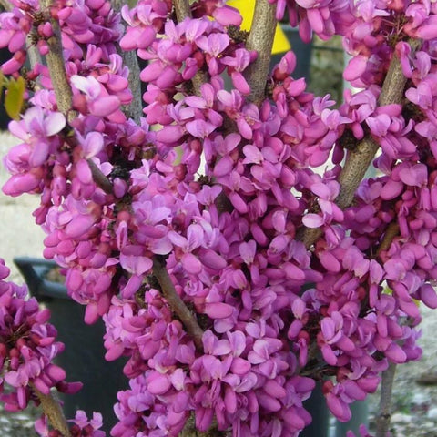 Cercis siliquastrum