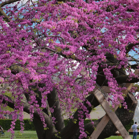 Cercis siliquastrum