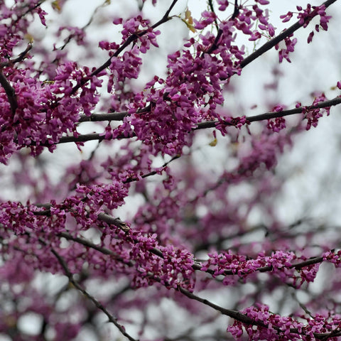 Cercis siliquastrum