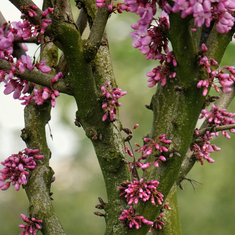 Cercis siliquastrum