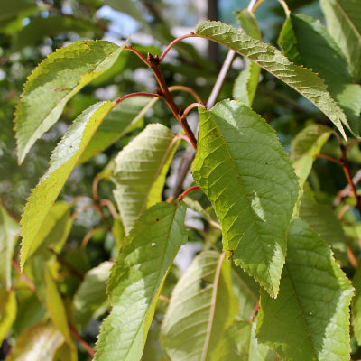Cerisier 'Hedelfingen'