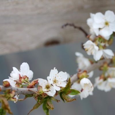Cerisier 'Hedelfingen'