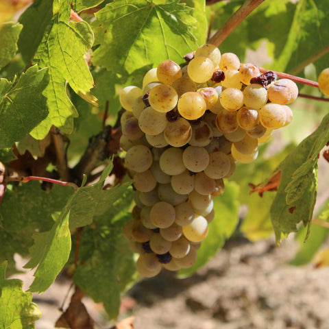 Vigne 'Chasselas doré'
