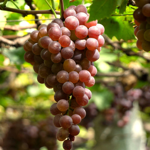 Vigne 'Chasselas rose'