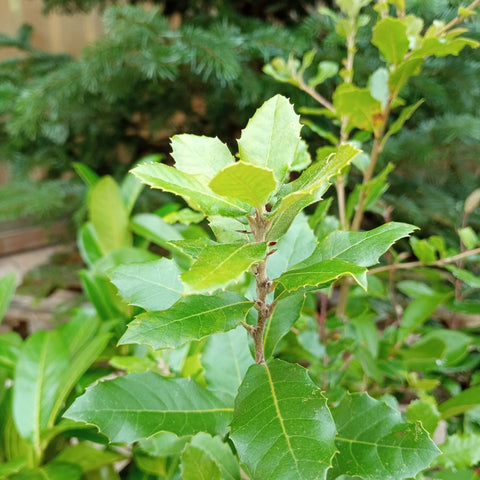 Chêne vert