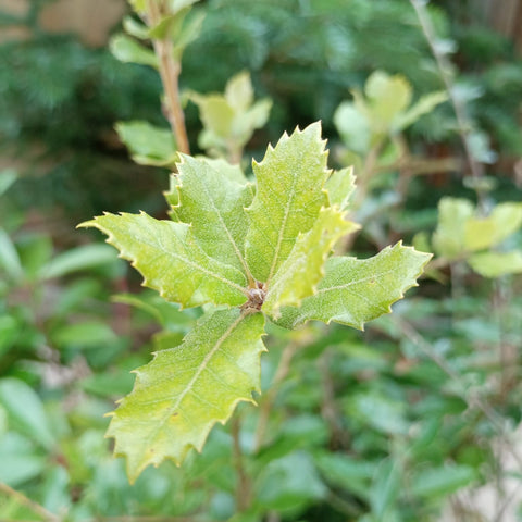 Chêne vert