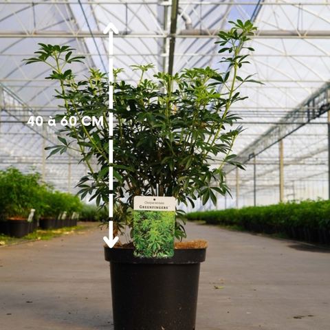 Choisya Green Fingers - Oranger du Mexique